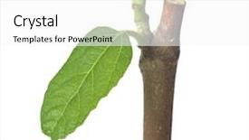  Presentation with fig tree - Cool new PPT theme with branch of fig tree backdrop and a white colored foreground