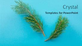  Presentation with fir tree - Cool new PPT theme with branch-of-fir-tree backdrop and a arctic colored foreground