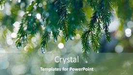  Presentation with olive tree branch ripe - PPT theme featuring branch of fir tree with waterdrops shallow dof background and a ocean colored foreground