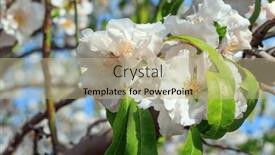  Presentation with snow day - PPT layouts featuring branch-of-flowering-almond-trees background and a mint green colored foreground