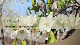  Presentation with snow day - Slide deck with branch-of-flowering-almond-trees background and a mint green colored foreground