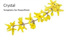  Presentation with branch - Theme having branch of forsythia flower flower background and a white colored foreground