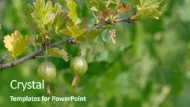  Presentation with gooseberry - Cool new theme with branch of gooseberry bush backdrop and a tawny brown colored foreground