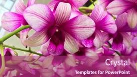  Presentation with tropical flowers - Slide set having branch of gorgeous orchid flowers background and a violet colored foreground
