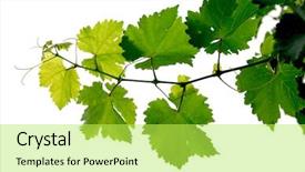  Presentation with grape vine - Cool new theme with branch of grape vine backdrop and a yellow colored foreground