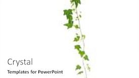  Presentation with ivy - Cool new slide set with branch-of-green-ivy backdrop and a white colored foreground