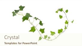  Presentation with ivy - Amazing presentation theme having branch-of-green-ivy backdrop and a cream colored foreground