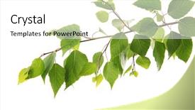  Presentation with chemistry leaves green leaf - Cool new PPT theme with branch of green leaves isolated backdrop and a white colored foreground
