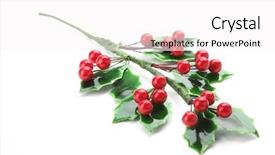  Presentation with holly - Slides with branch of holly with red berries isolated on white background background and a white colored foreground