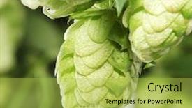  Presentation with hops - Presentation having branch of hops close up background and a yellow colored foreground