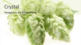  Presentation with hops - Audience pleasing theme consisting of branch of hops backdrop and a soft green colored foreground