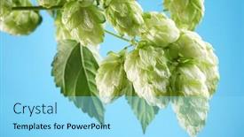  Presentation with hops - Presentation theme having branch of hops on a blue background background and a arctic colored foreground