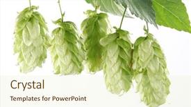  Presentation with hops - Amazing PPT theme having branch of hops backdrop and a soft green colored foreground