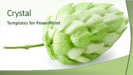 Presentation with hops - Cool new PPT theme with branch of hops backdrop and a soft green colored foreground