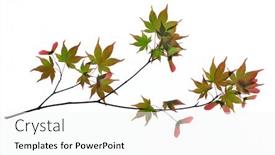  Presentation with maple - Beautiful PPT theme featuring branch-of-japanese-maple backdrop and a white colored foreground