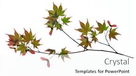  Presentation with maple - Amazing theme having branch-of-japanese-maple backdrop and a white colored foreground