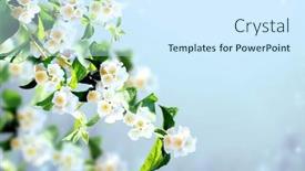  Presentation with jasmine - Cool new slide set with branch-of-jasmine-jasminum backdrop and a cool aqua colored foreground