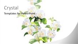  Presentation with jasmine - Colorful presentation theme enhanced with branch-of-jasmine-jasminum backdrop and a white colored foreground