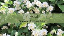  Presentation with jasmine - PPT theme featuring branch-of-jasmine-jasminum background and a seafoam green colored foreground