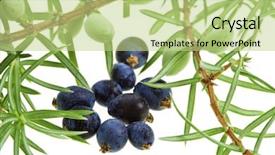  Presentation with berries - Slide set consisting of branch of juniper juniperus background and a mint green colored foreground