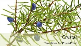  Presentation with branch - Amazing presentation theme having branch of juniper juniperus backdrop and a blonde colored foreground