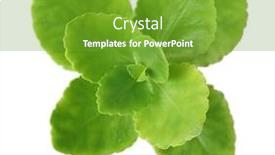  Presentation with branch - Beautiful presentation theme featuring branch-of-kalanchoe-houseplant-isolated backdrop and a tawny brown colored foreground