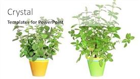  Presentation with peppermint - Slide set enhanced with branch-of-lemon-basil-hoary background and a white colored foreground