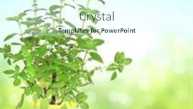  Presentation with wood rustic - Amazing PPT layouts having branch-of-lemon-basil-ocimum backdrop and a cool aqua colored foreground