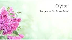  Presentation with purple spring - Presentation theme having branch-of-lilac-on-sunny background and a white colored foreground