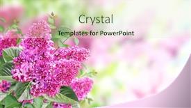  Presentation with purple spring - Cool new slide deck with branch-of-lilac-on-sunny backdrop and a soft green colored foreground