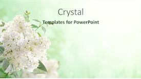  Presentation with summer flowers - Slide deck enhanced with branch-of-lilac-on-sunny background and a cream colored foreground