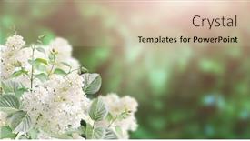  Presentation with summer flowers - Presentation consisting of branch-of-lilac-on-sunny background and a mint green colored foreground
