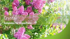  Presentation with beautiful spring flowers - Colorful presentation design enhanced with branch-of-lilac-on-sunny backdrop and a tawny brown colored foreground