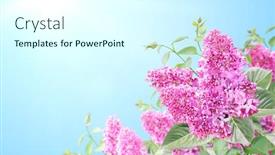  Presentation with banner blue - Slide set consisting of branch-of-lilac-on-sunny background and a cool aqua colored foreground