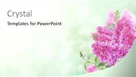 Presentation with purple spring - PPT theme consisting of branch-of-lilac-on-sunny background and a cream colored foreground