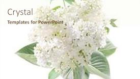  Presentation with lotus flower white water lily - Colorful presentation theme enhanced with branch-of-lilac-with-white backdrop and a cream colored foreground