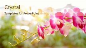  Presentation with magenta - Beautiful slide deck featuring branch of magenta tropical orchid waving in the evening wind backdrop and a cream colored foreground