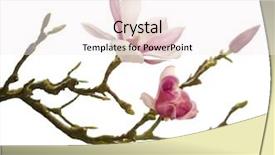  Presentation with magnolia - Amazing presentation theme having branch of magnolia flowers backdrop and a  colored foreground