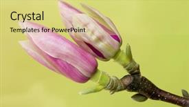  Presentation with magnolia - Colorful slide set enhanced with branch of magnolia flowers in full blossom in springtime backdrop and a yellow colored foreground