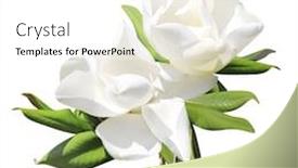  Presentation with magnolia - PPT theme featuring branch-of-magnolia-magnoliaceae background and a white colored foreground