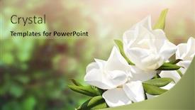  Presentation with magnolia - Colorful slide deck enhanced with branch-of-magnolia-magnoliaceae backdrop and a soft green colored foreground