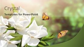  Presentation with magnolia - Colorful presentation enhanced with branch-of-magnolia-magnoliaceae backdrop and a lemonade colored foreground