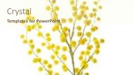  Presentation with white flowers - Slide deck enhanced with branch-of-mimosa-flowers-isolated background and a cream colored foreground