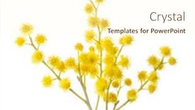  Presentation with white flowers - Slide set having branch-of-mimosa-flowers-isolated background and a cream colored foreground