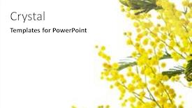  Presentation with white flowers - PPT layouts with branch-of-mimosa-flowers-isolated background and a white colored foreground
