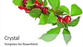  Presentation with sakura japanese cherry branch - Amazing presentation theme having branch of nanking cherry isolated backdrop and a white colored foreground