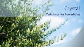  Presentation with agricultural - Amazing presentation theme having branch-of-olive-tree backdrop and a sky blue colored foreground