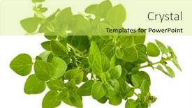  Presentation with green fresh food - Presentation theme having branch-of-oregano-spices-herbs and a yellow colored foreground