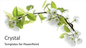  Presentation with pear - Colorful PPT theme enhanced with branch of pear flower isolated on white background backdrop and a white colored foreground