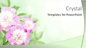  Presentation with peony - Slide set featuring branch-of-peony-paeonia background and a cream colored foreground